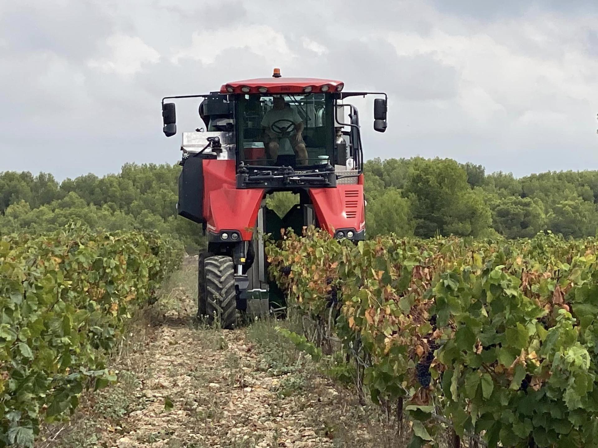 Fin de vendanges en terre heraultaise