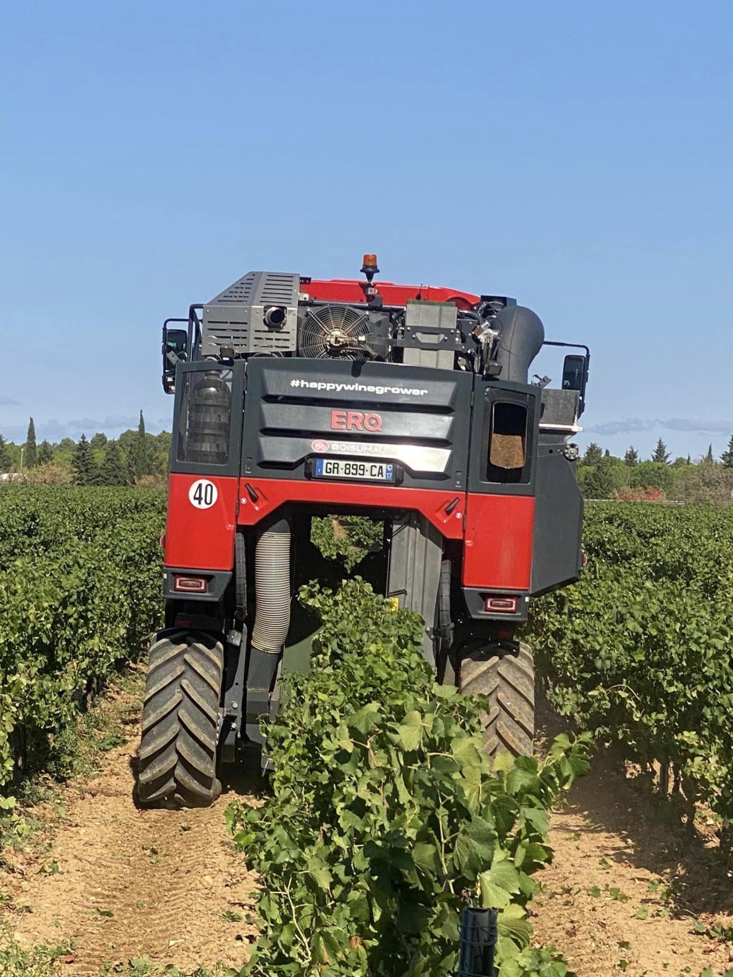 Vendanges sud